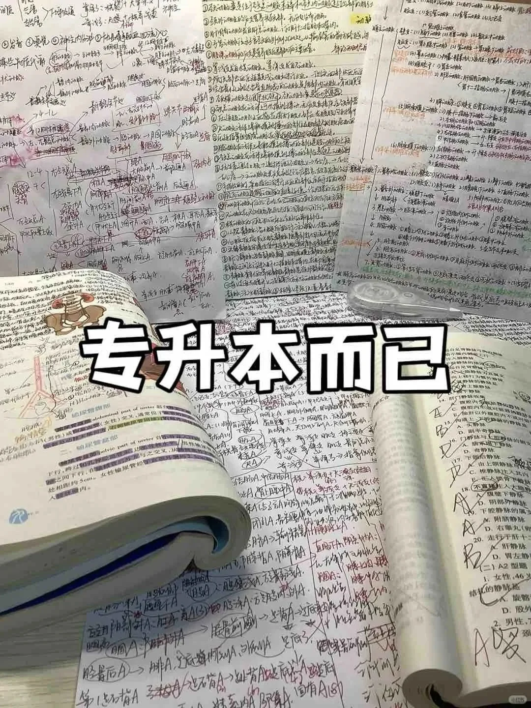 专升本暑假备考黄金期，这份学习规划让你弯道超车！